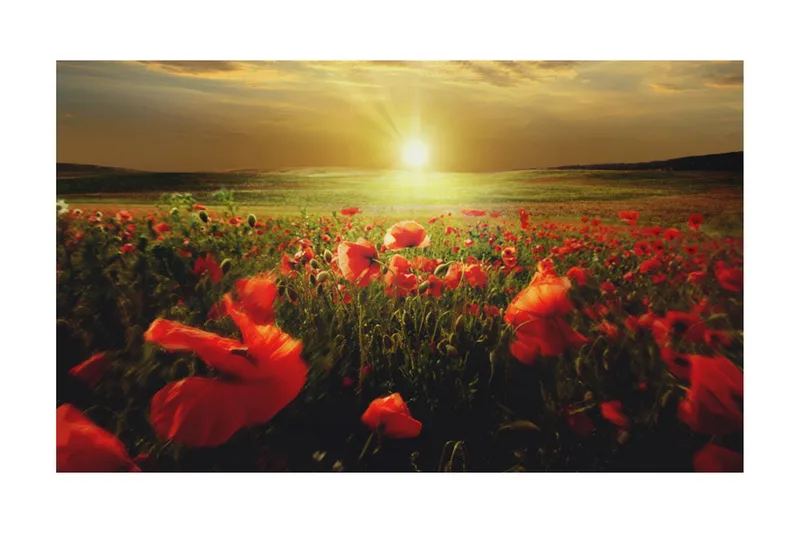 Fototapet Morgen På Vallmueeng 450x270 - Artgeist sp. z o. o. - Innredning - Veggdekorasjon - Tapeter - Fototapeter