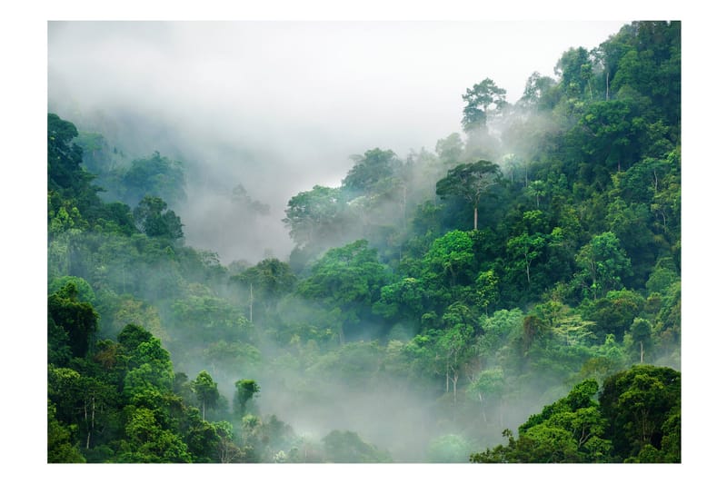 Fototapet Morning Fog 100x70, Finnes i flere størrelser