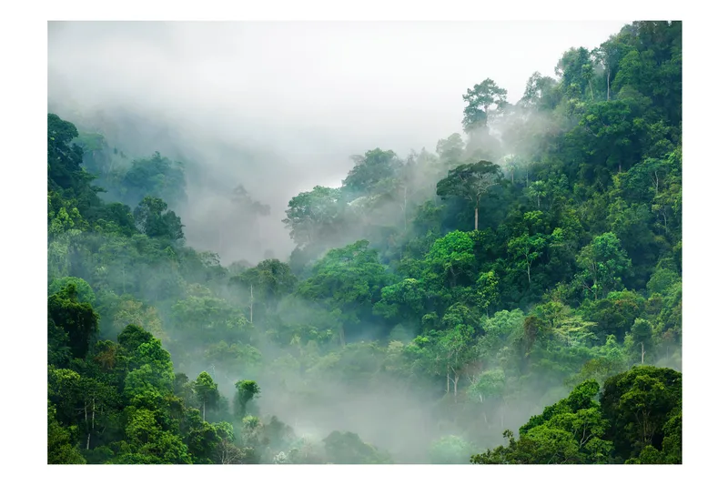 Fototapet Morning Fog 350x245, undefined