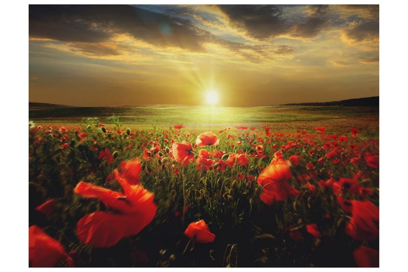 Fototapet Morning On Poppy Meadow 250x193, Artgeist sp. z o. o.