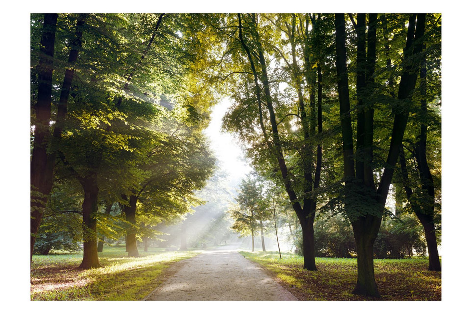 Fototapet Morning Walk 200x140 - Artgeist sp. z o. o. - Innredning - Veggdekorasjon - Tapeter - Fototapeter