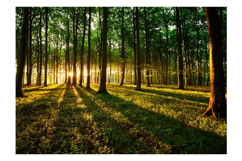 Fototapet Mystical Morning 200x140 - Artgeist sp. z o. o. - Innredning - Veggdekorasjon - Tapeter - Fototapeter