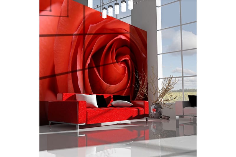 Fototapet Oppvåkende Rose 250x193, Artgeist sp. z o. o.