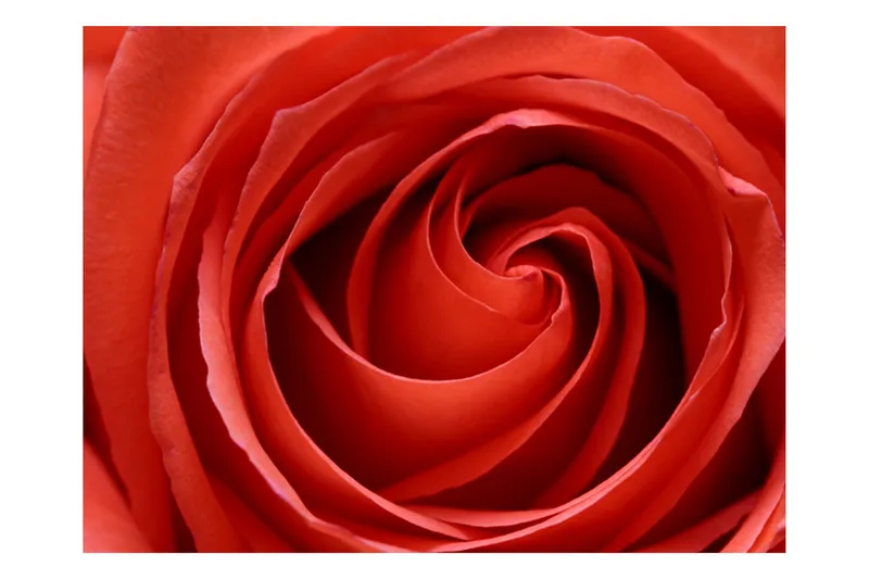 Fototapet Oppvåkende Rose 350x270 - Artgeist sp. z o. o. - Innredning - Veggdekorasjon - Tapeter - Fototapeter