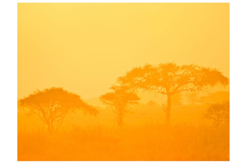 Fototapet Orange Savanna 300x231, Artgeist sp. z o. o.