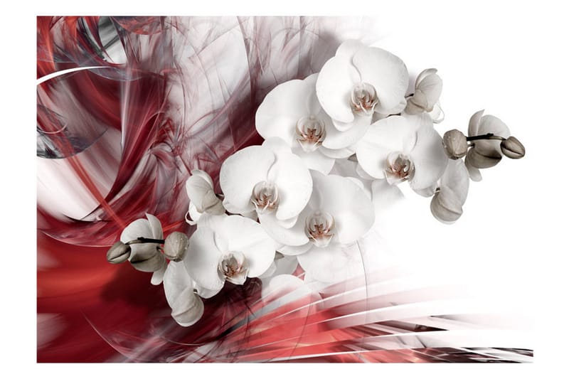 Fototapet Orchid In Red 250x175 - Artgeist sp. z o. o. - Innredning - Veggdekorasjon - Tapeter - Fototapeter