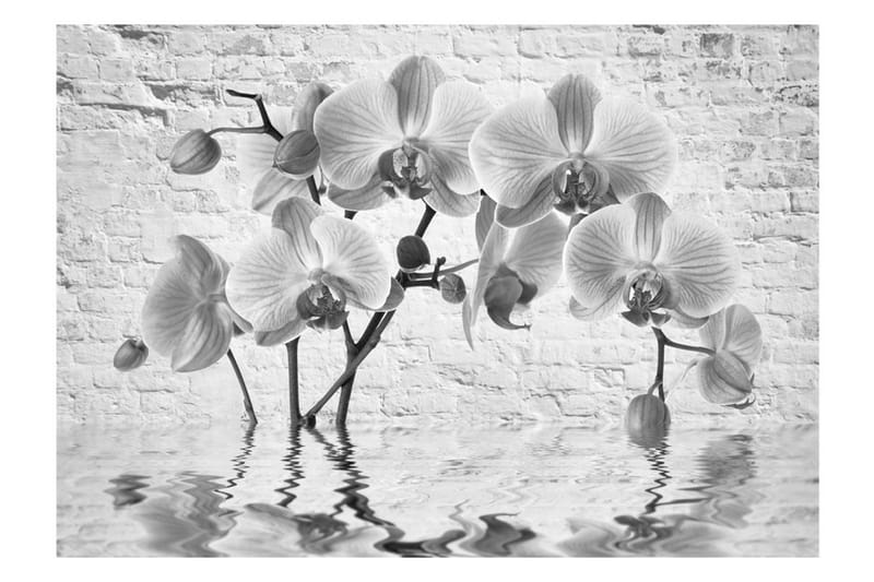 Fototapet Orchid In Shades Of Grey 200x140 - Artgeist sp. z o. o. - Innredning - Veggdekorasjon - Tapeter - Fototapeter
