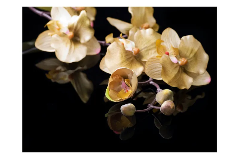 Fototapet Orchids In Ecru Color 350x270 - Artgeist sp. z o. o. - Innredning - Veggdekorasjon - Tapeter - Fototapeter