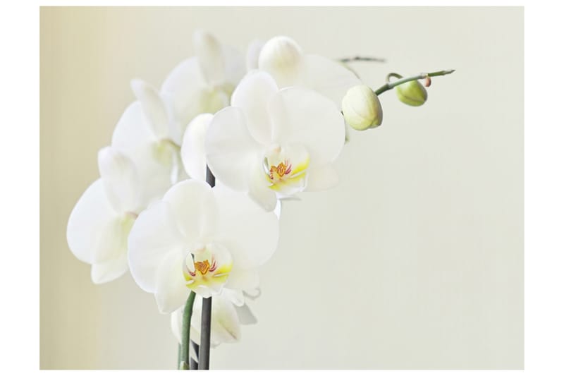 Fototapet Orchidwhite 300x231 - Artgeist sp. z o. o. - Innredning - Veggdekorasjon - Tapeter - Fototapeter