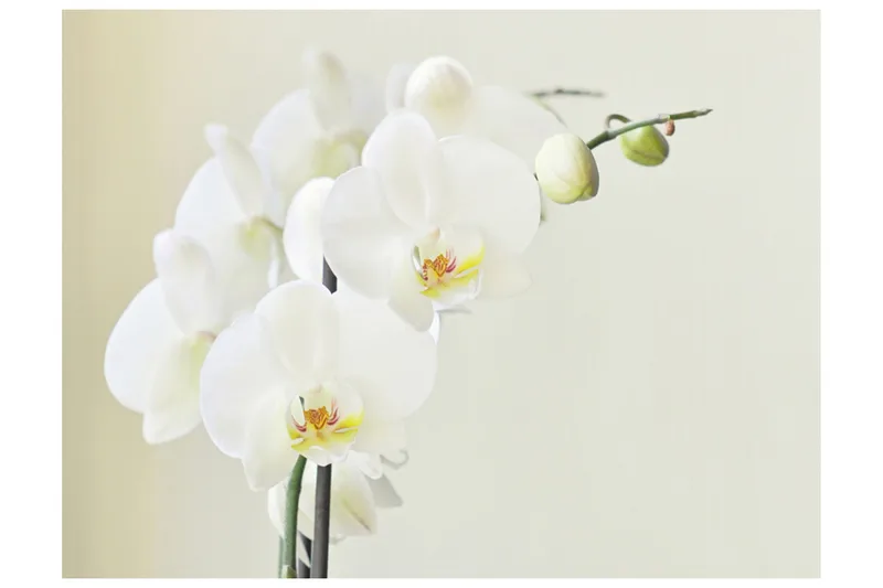Fototapet Orchidwhite 350x270 - Artgeist sp. z o. o. - Innredning - Veggdekorasjon - Tapeter - Fototapeter