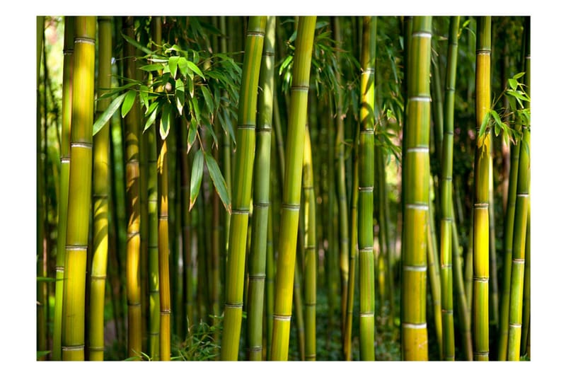 Fototapet Oriental Garden 350x245 - Artgeist sp. z o. o. - Innredning - Veggdekorasjon - Tapeter - Fototapeter