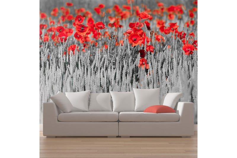 Fototapet Rød Vallmue På Svart Og Hvit Bakgrunn  450x270, Artgeist sp. z o. o.