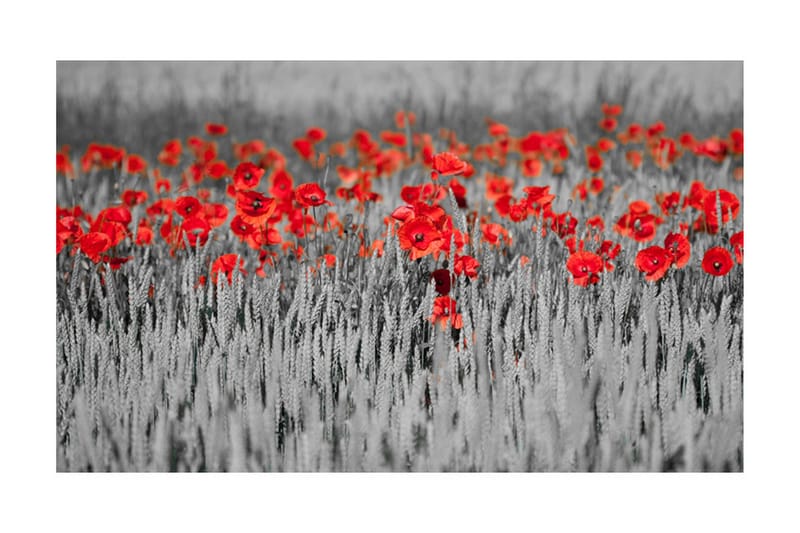 Fototapet Rød Vallmue På Svart Og Hvit Bakgrunn  450x270 - Artgeist sp. z o. o. - Innredning - Veggdekorasjon - Tapeter - Fototapeter