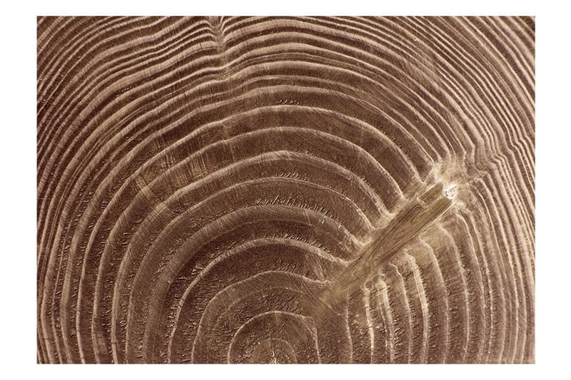 Fototapet Raw Tree 300x210 - Artgeist sp. z o. o. - Innredning - Veggdekorasjon - Tapeter - Fototapeter