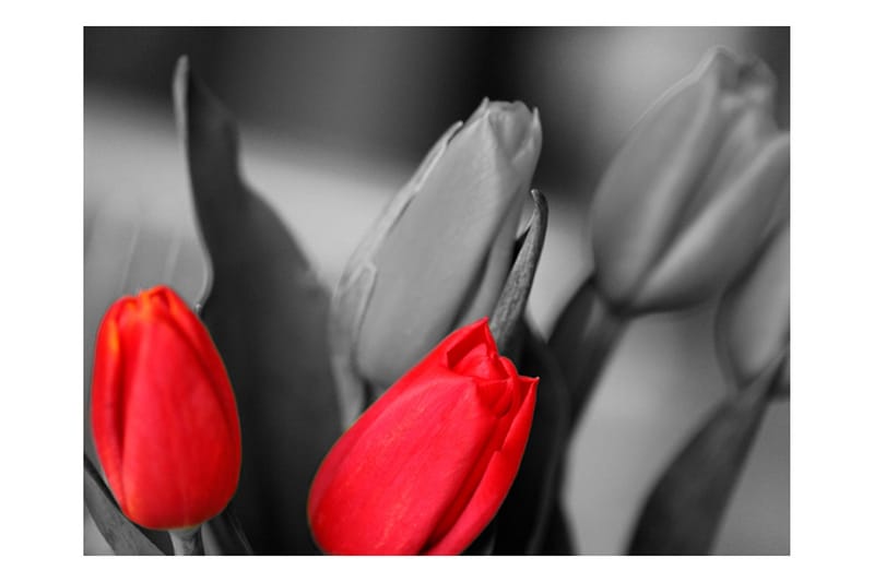 Fototapet Red Tulips On Black And White Background 250x193 - Artgeist sp. z o. o. - Innredning - Veggdekorasjon - Tapeter - Fototapeter