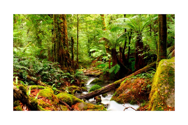 Fototapet Regnskog 450x270, Artgeist sp. z o. o.