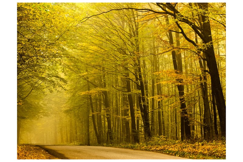 Fototapet Road Autumn Forest 200x154 - Artgeist sp. z o. o. - Innredning - Veggdekorasjon - Tapeter - Fototapeter