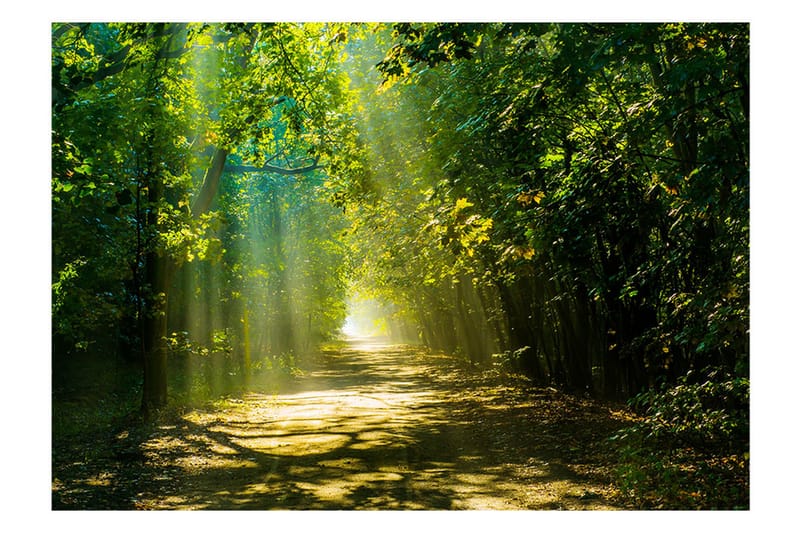 Fototapet Road In Sunlight 150x105 - Artgeist sp. z o. o. - Innredning - Veggdekorasjon - Tapeter - Fototapeter