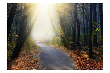 Fototapet Road Through The Forest 100x70 - Artgeist sp. z o. o. - Innredning - Veggdekorasjon - Tapeter - Fototapeter