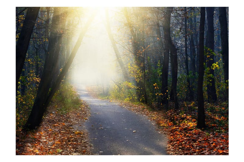 Fototapet Road Through The Forest 100x70 - Artgeist sp. z o. o. - Innredning - Veggdekorasjon - Tapeter - Fototapeter