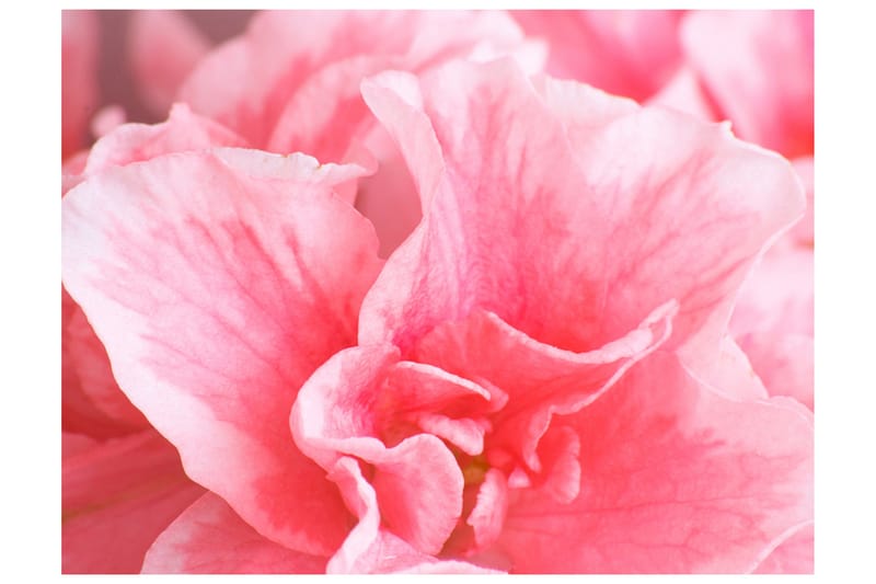 Fototapet Rosa Azalea Blomster 300x231 - Artgeist sp. z o. o. - Innredning - Veggdekorasjon - Tapeter - Fototapeter