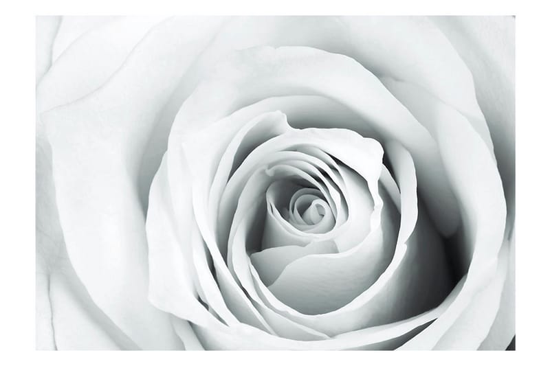 Fototapet Rose Charade 350x245 - Artgeist sp. z o. o. - Innredning - Veggdekorasjon - Tapeter - Fototapeter