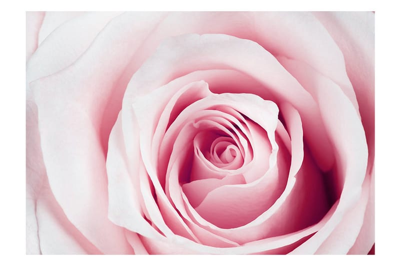 Fototapet Rose Maze 100x70 - Artgeist sp. z o. o. - Innredning - Veggdekorasjon - Tapeter - Fototapeter
