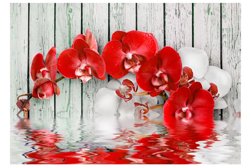 Fototapet Ruby Orchid 300x210 - Artgeist sp. z o. o. - Innredning - Veggdekorasjon - Tapeter - Fototapeter