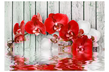 Fototapet Ruby Orchid 400x280 - Artgeist sp. z o. o. - Innredning - Veggdekorasjon - Tapeter - Fototapeter