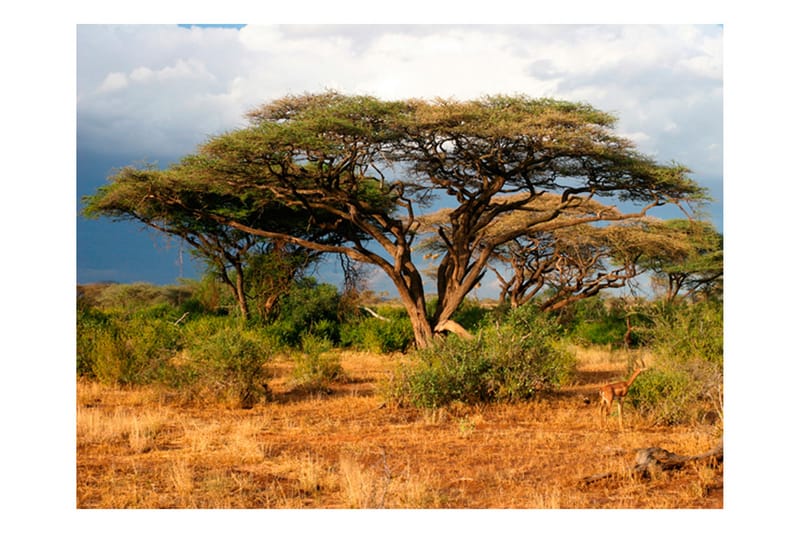 Fototapet Samburu National Reserve Kenya 200x154 - Artgeist sp. z o. o. - Fototapeter