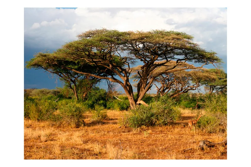 Fototapet Samburu National Reserve Kenya 250x193, Artgeist sp. z o. o.