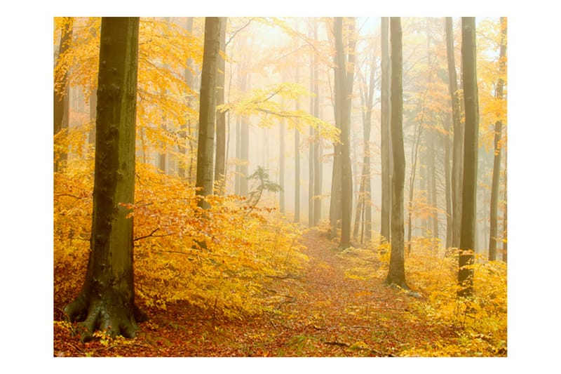 Fototapet Skog Høst 300x231 - Artgeist sp. z o. o. - Innredning - Veggdekorasjon - Tapeter - Fototapeter