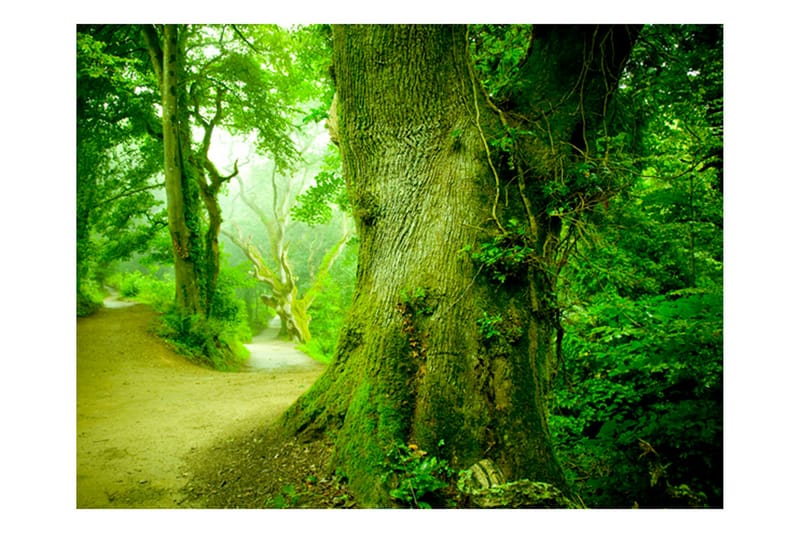 Fototapet Skog Veien 300x231 - Artgeist sp. z o. o. - Innredning - Veggdekorasjon - Tapeter - Fototapeter