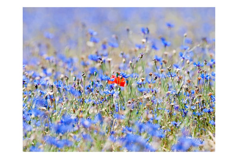 Fototapet Sky-Colored Meadow Cornflowers 200x154 - Artgeist sp. z o. o. - Fototapeter