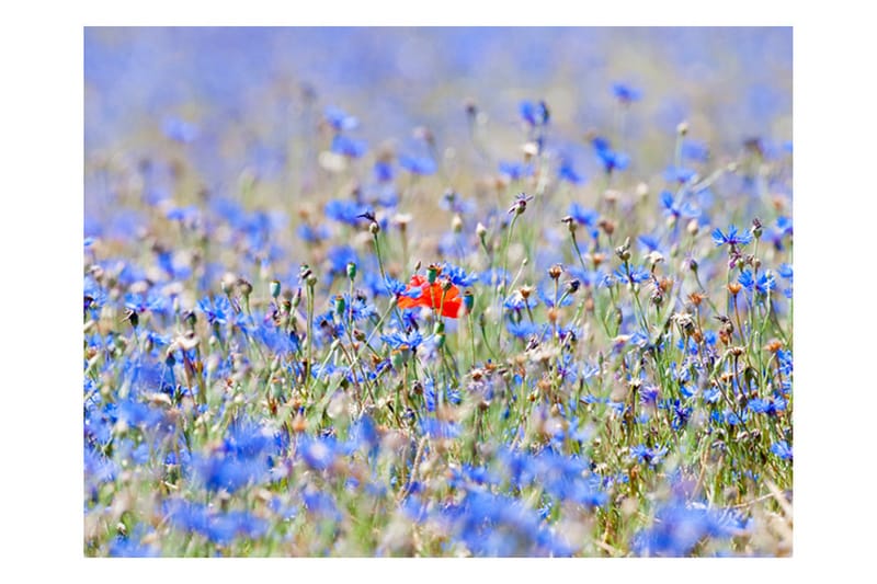 Fototapet Sky-Colored Meadow Cornflowers 350x270 - Artgeist sp. z o. o. - Innredning - Veggdekorasjon - Tapeter - Fototapeter