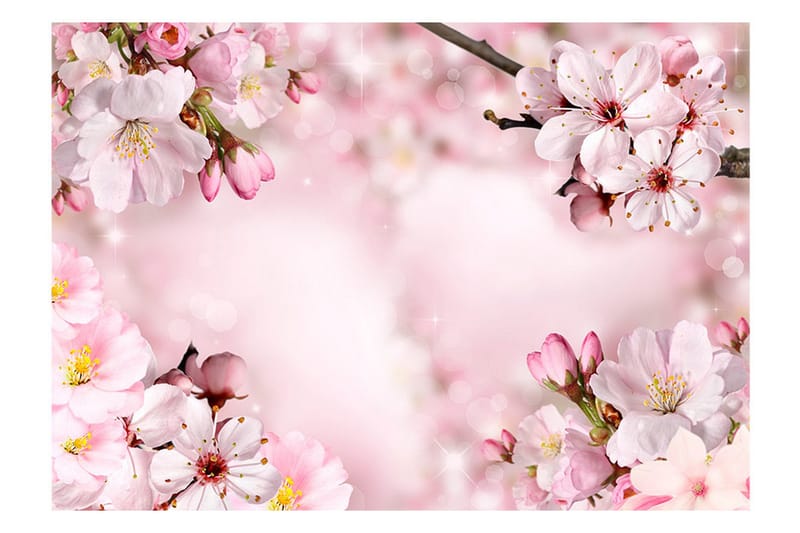 Fototapet Spring Cherry Blossom 350x245 - Artgeist sp. z o. o. - Innredning - Veggdekorasjon - Tapeter - Fototapeter