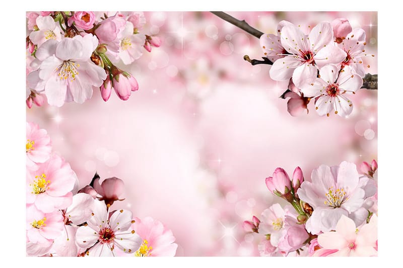 Fototapet Spring Cherry Blossom 400x280 - Artgeist sp. z o. o. - Innredning - Veggdekorasjon - Tapeter - Fototapeter