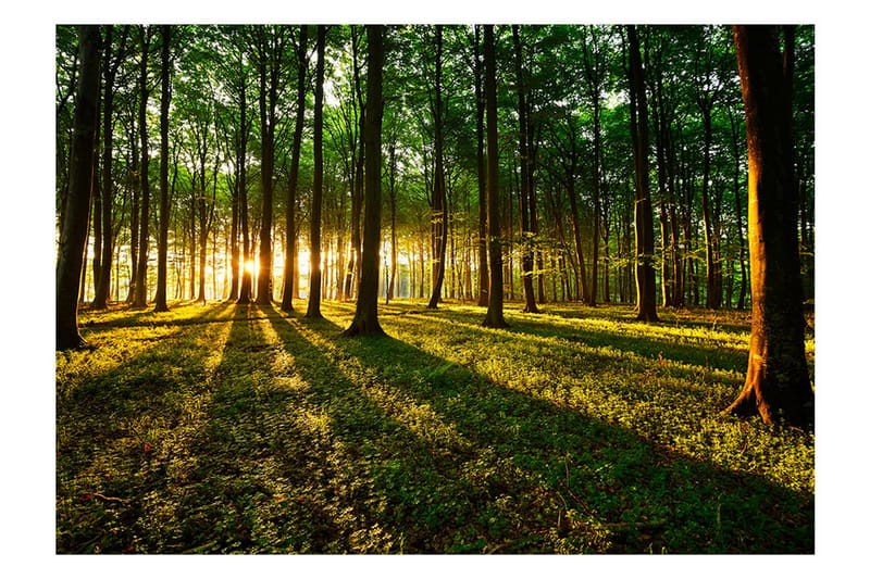 Fototapet Spring Morning In The Forest 250x175 - Artgeist sp. z o. o. - Innredning - Veggdekorasjon - Tapeter - Fototapeter