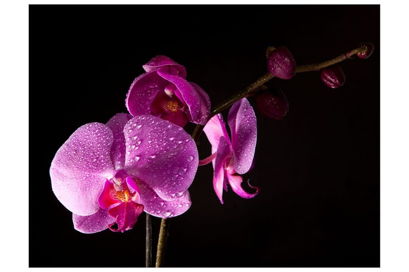 Fototapet Stylish Orchids 250x193 - Artgeist sp. z o. o. - Innredning - Veggdekorasjon - Tapeter - Fototapeter