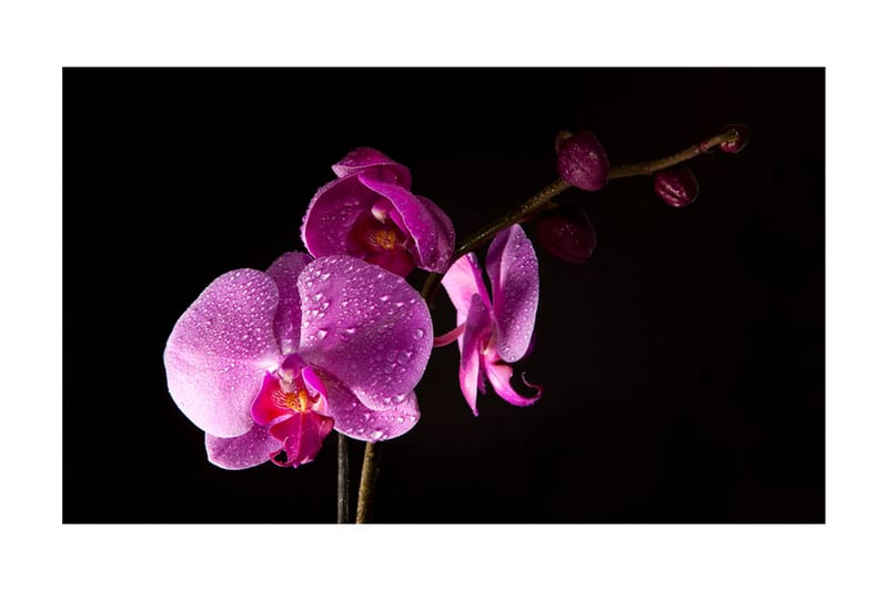 Fototapet Stylish Orchis 450x270 - Artgeist sp. z o. o. - Innredning - Veggdekorasjon - Tapeter - Fototapeter