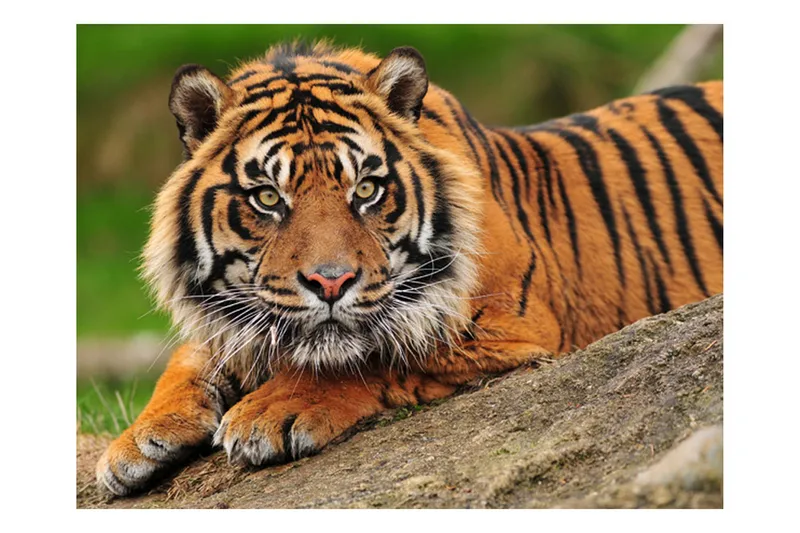Fototapet Sumatra Tiger 300x231, Artgeist sp. z o. o.