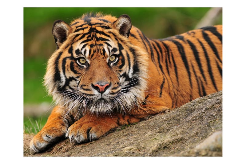 Fototapet Sumatra Tiger 350x270 - Artgeist sp. z o. o. - Innredning - Veggdekorasjon - Tapeter - Fototapeter
