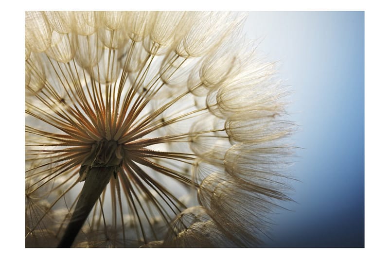 Fototapet Summer Delight 250x175 - Artgeist sp. z o. o. - Innredning - Veggdekorasjon - Tapeter - Fototapeter