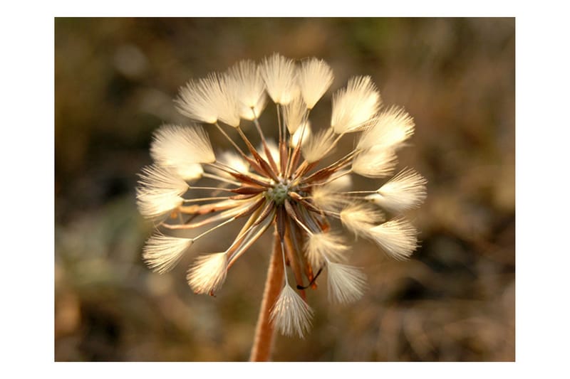 Fototapet Summer time Dandelion 200x154 - Artgeist sp. z o. o. - Innredning - Veggdekorasjon - Tapeter - Fototapeter