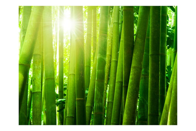 Fototapet Sun And Bamboo 200x154 - Artgeist sp. z o. o. - Innredning - Veggdekorasjon - Tapeter - Fototapeter