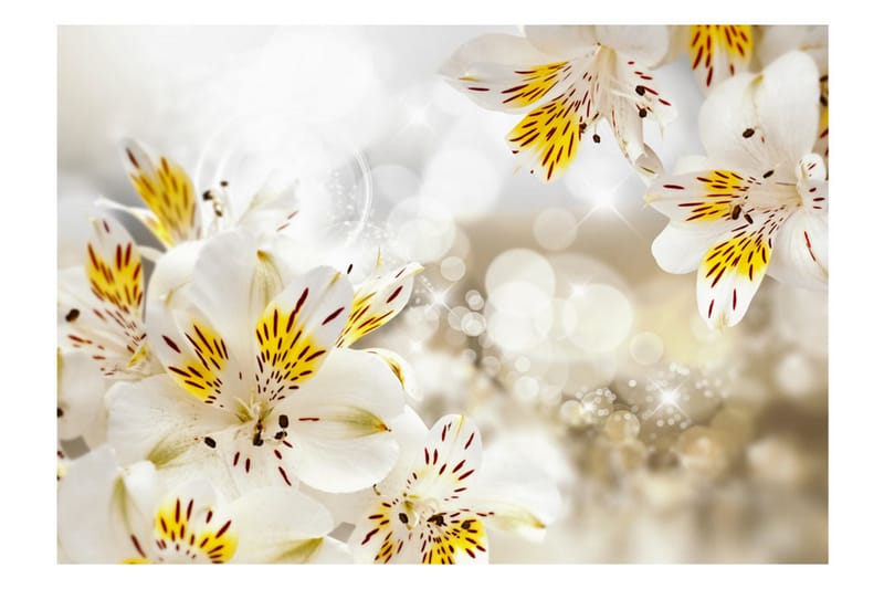 Fototapet Sunny Alstroemeria 350x245 - Artgeist sp. z o. o. - Innredning - Veggdekorasjon - Tapeter - Fototapeter