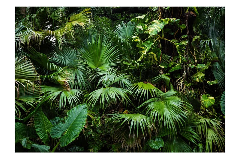 Fototapet Sunny Jungle 350x245, Artgeist sp. z o. o.