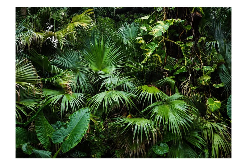 Fototapet Sunny Jungle 400x280, Artgeist sp. z o. o.