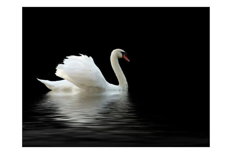 Fototapet Svane Svart Og Hvit 400x309 - Artgeist sp. z o. o. - Innredning - Veggdekorasjon - Tapeter - Fototapeter