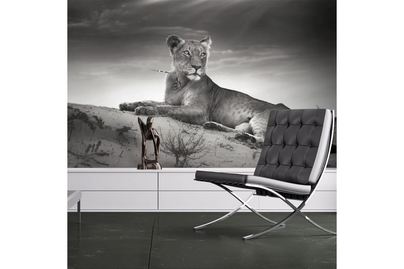 Fototapet Svart Og Hvit Løvinne 350x270, Artgeist sp. z o. o.